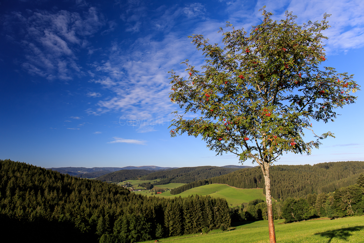 Pension Forsthaus Täle