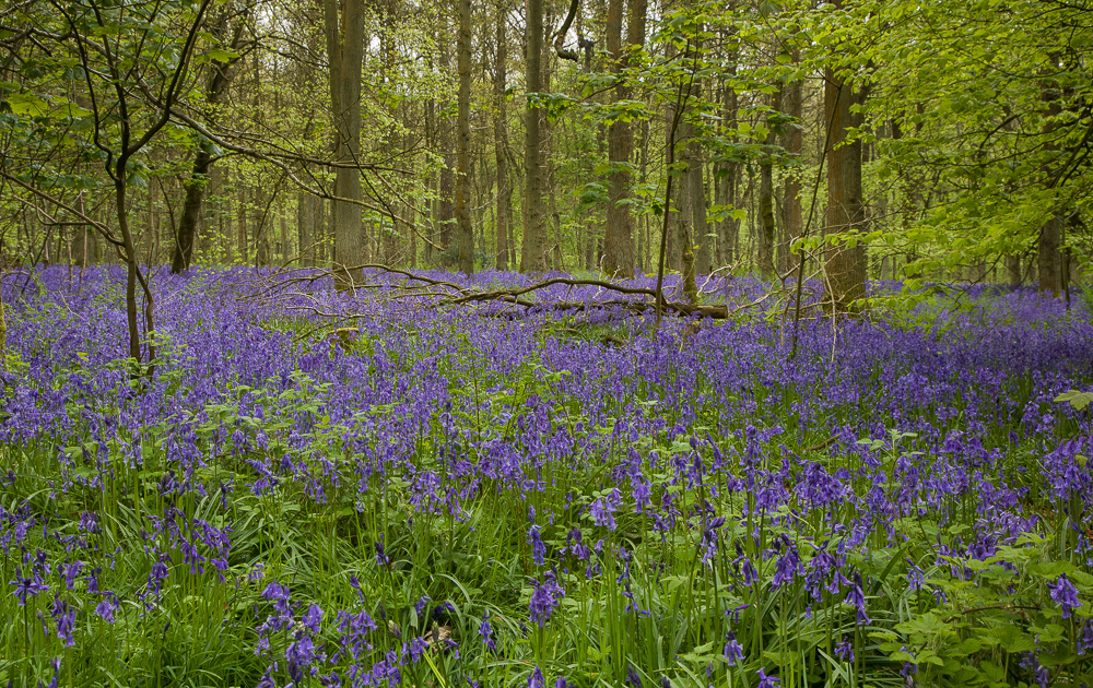 Cowleaze Wood