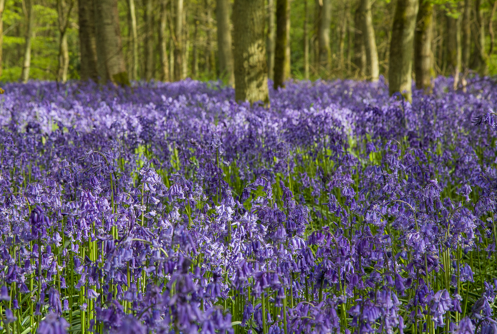 Cowleaze Wood