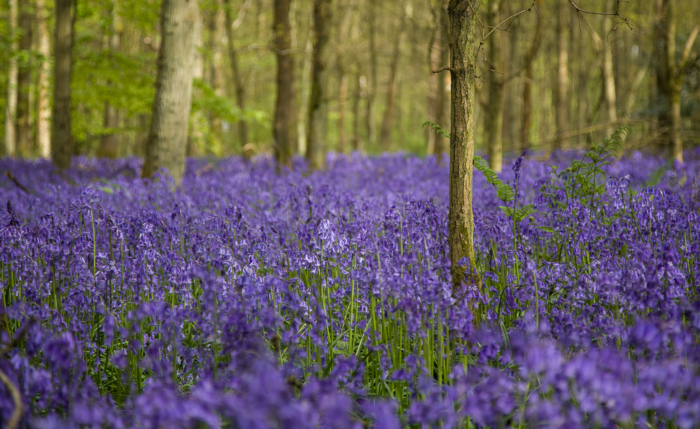 Cowleaze Wood