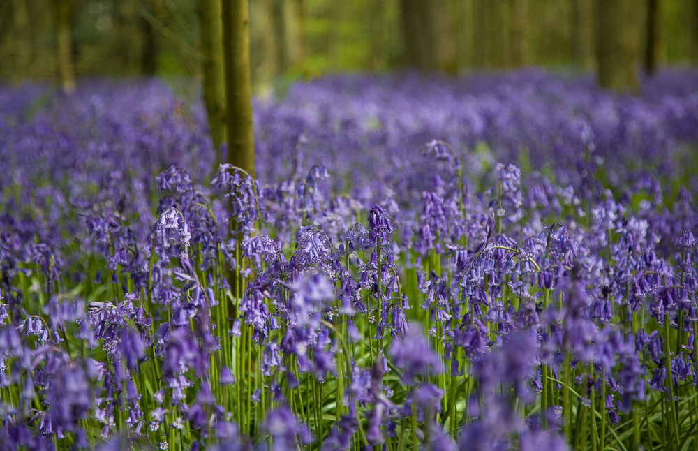 Cowleaze Wood