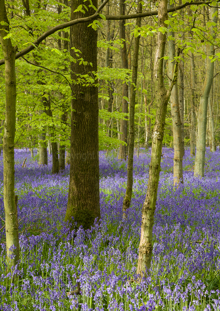 Cowleaze Wood