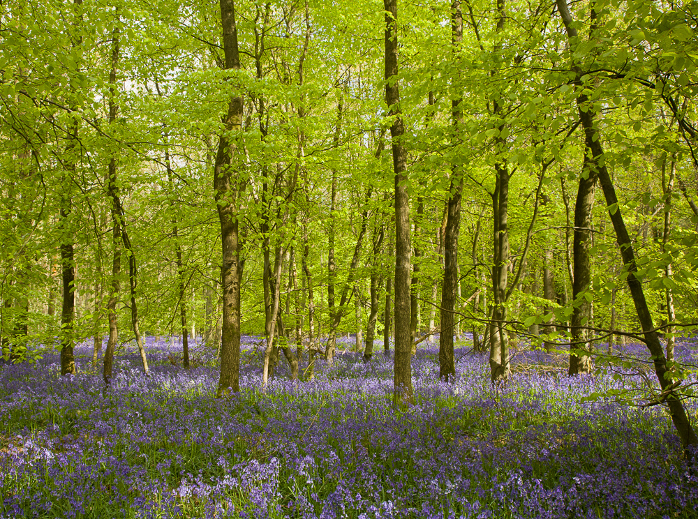 Cowleaze Wood