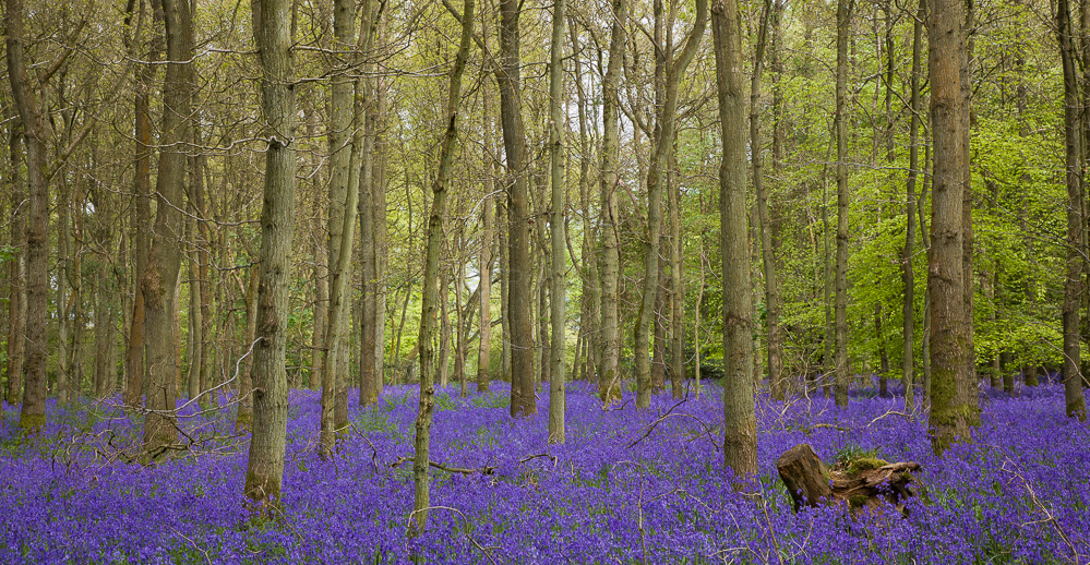 Cowleaze Wood