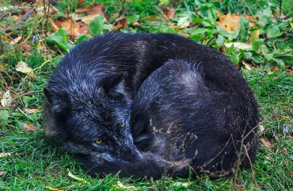 Haliburton Forest Wolf Centre