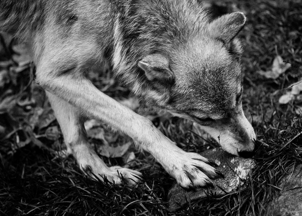Haliburton Forest Wolf Centre