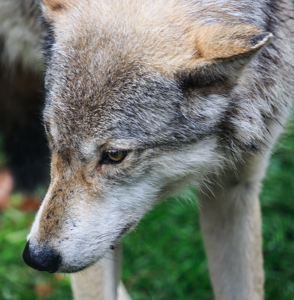 Haliburton Forest Wolf Centre