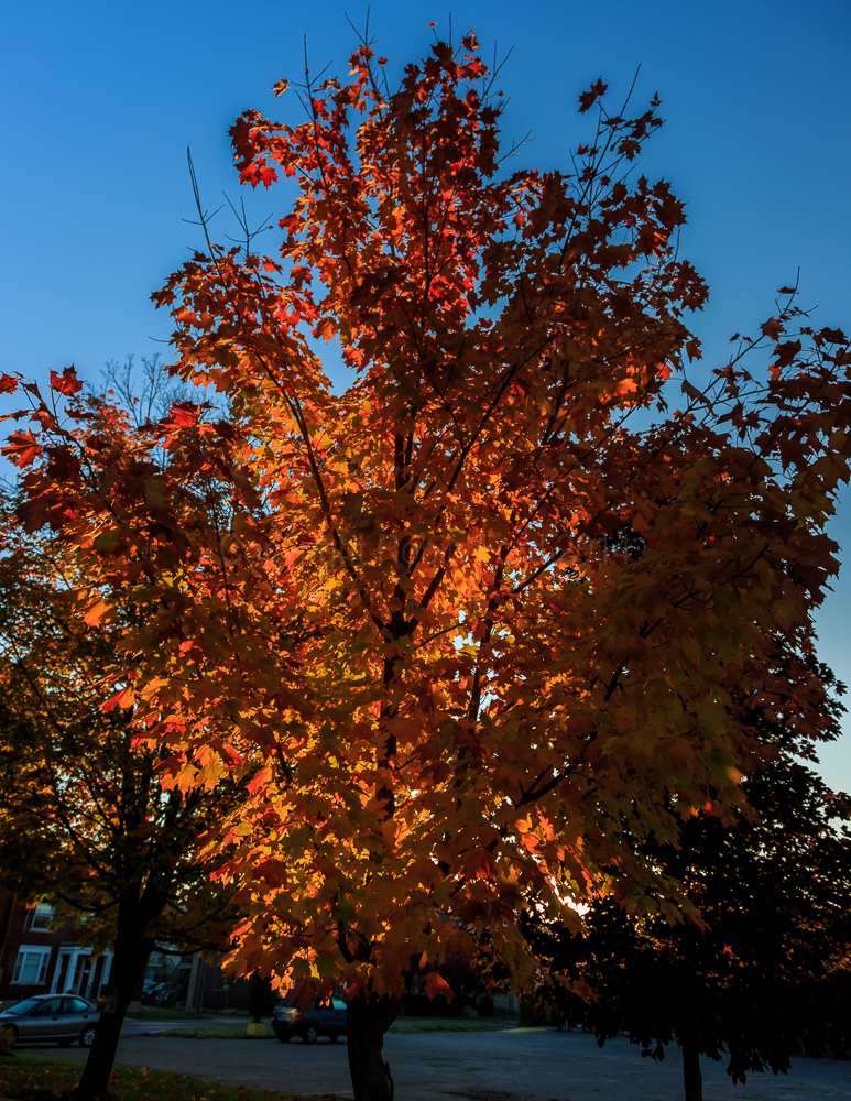 Renfrew, ON