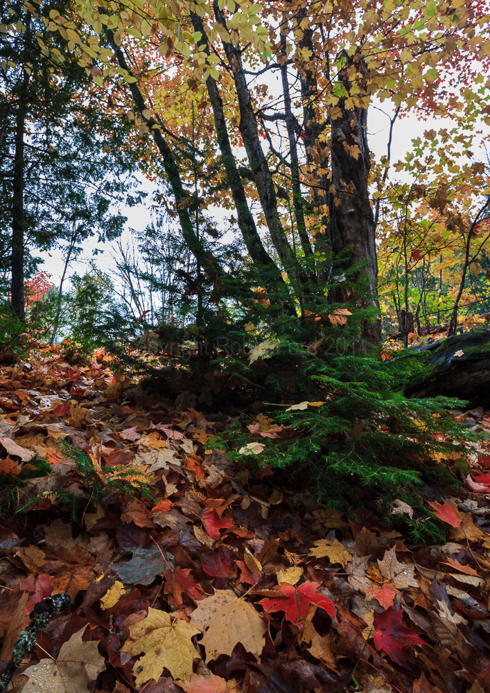 Algonquin Provincial Park