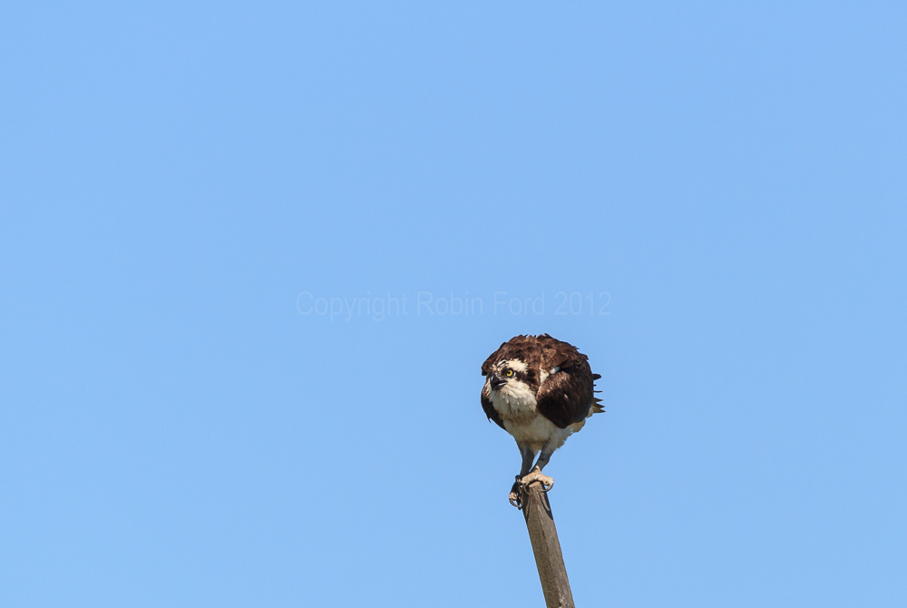 Osprey