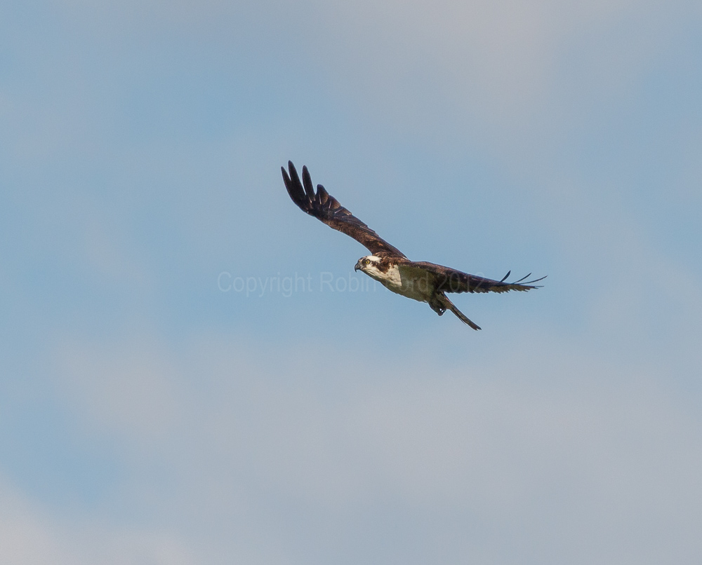 Osprey