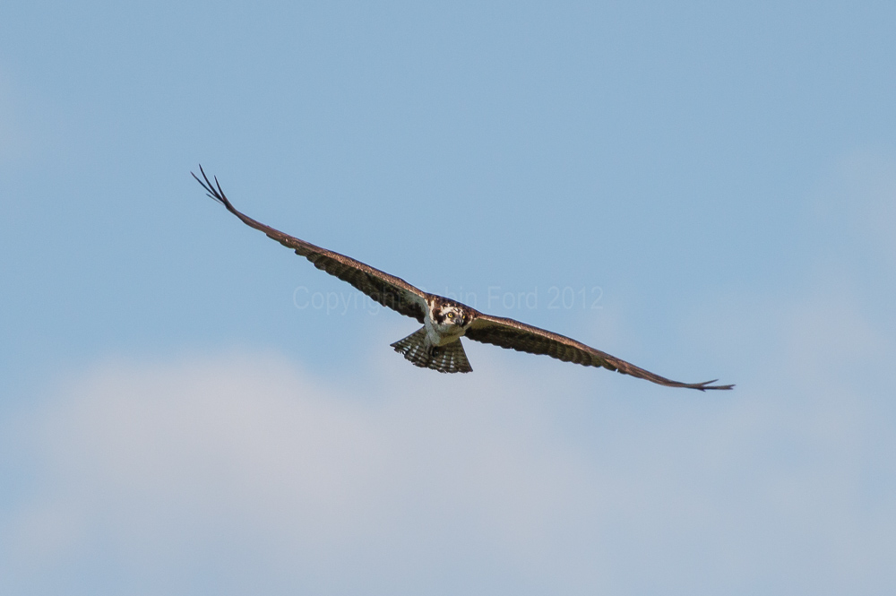Osprey