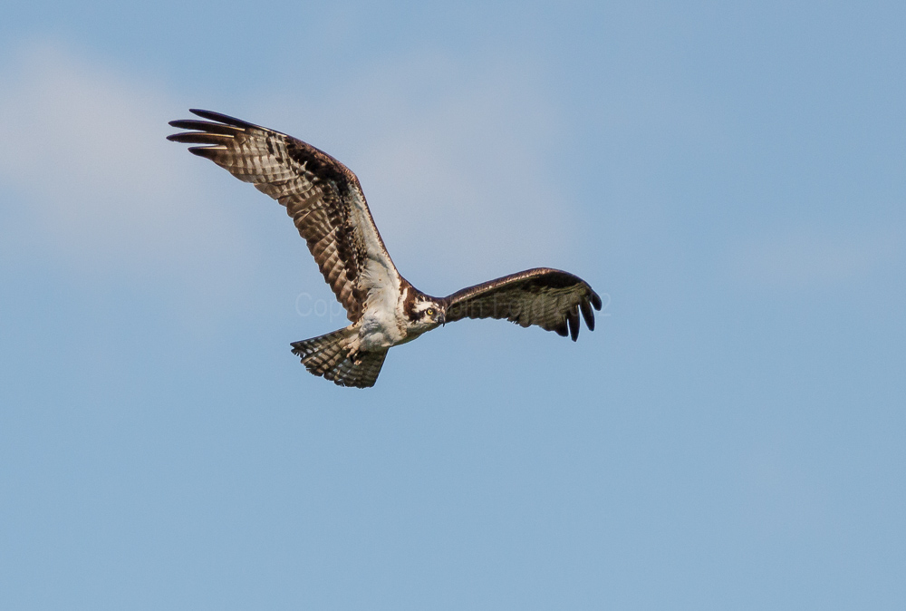 Osprey