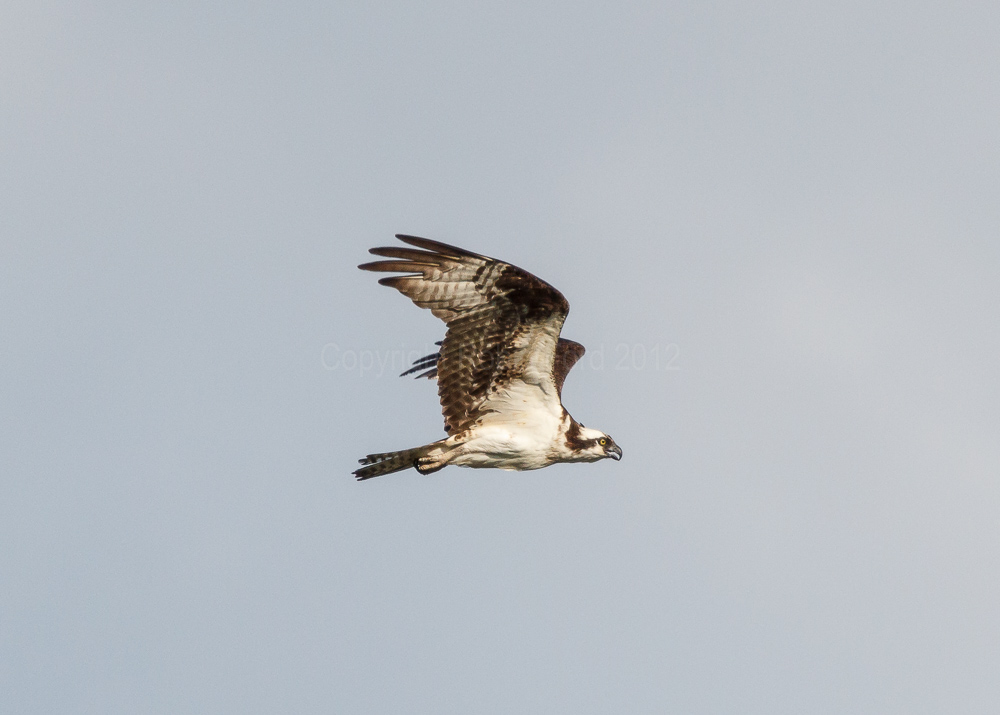 Osprey