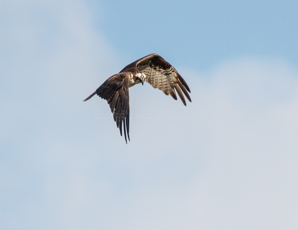 Osprey