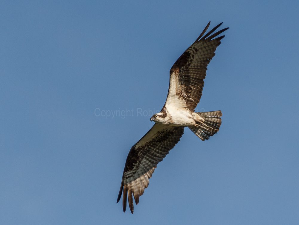 Osprey
