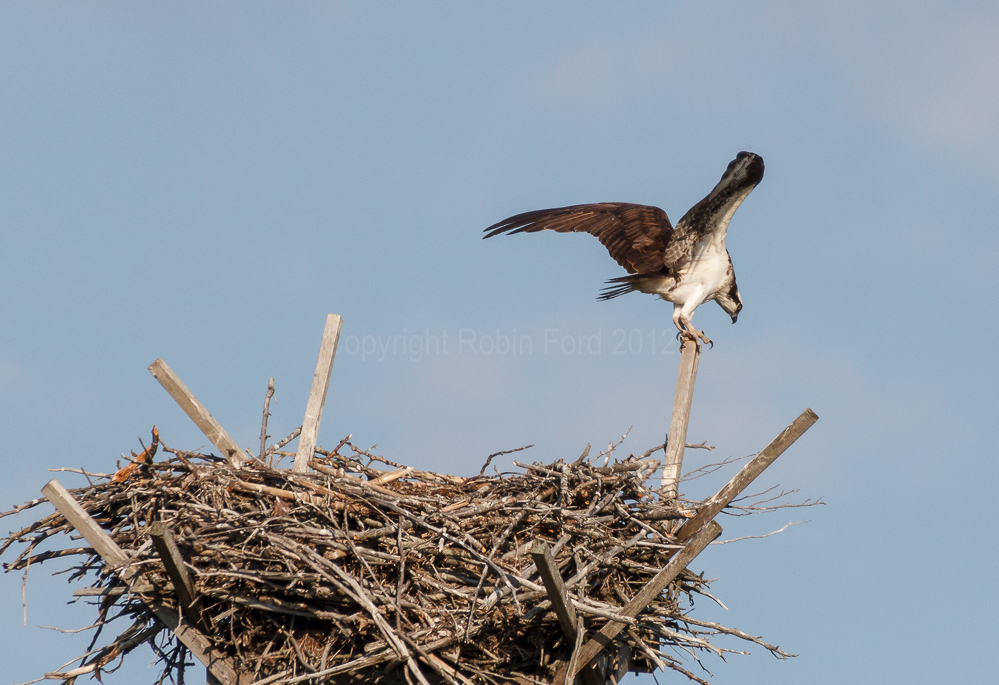 Osprey