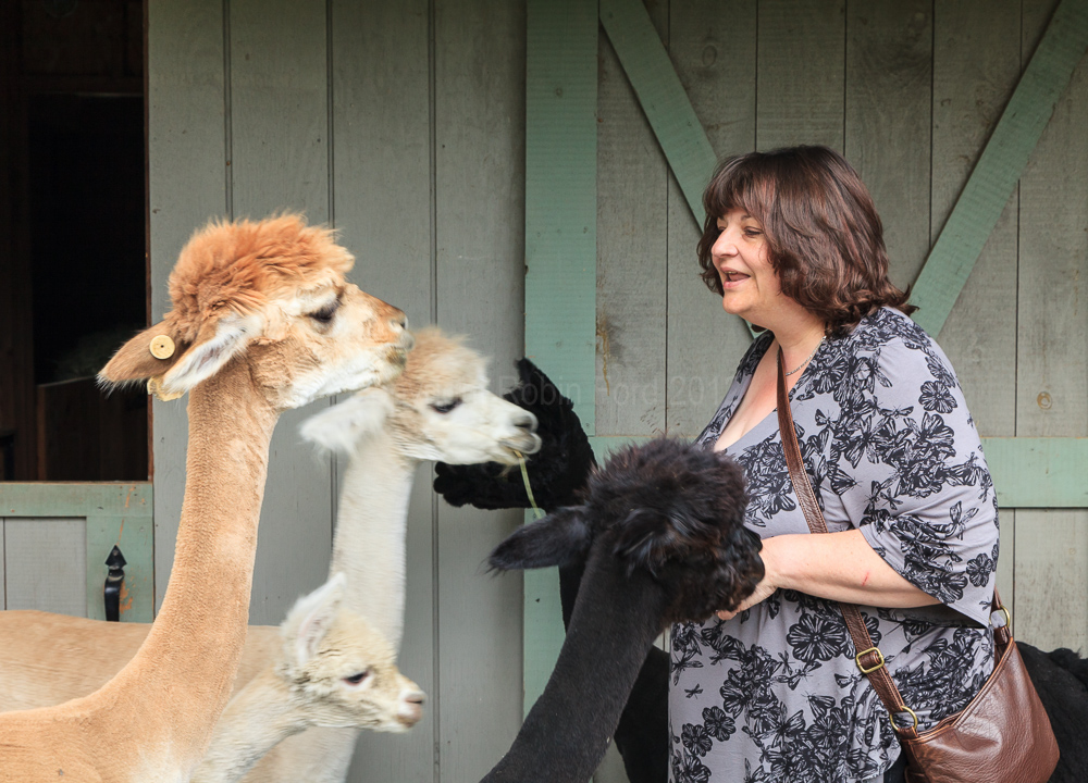 Alpacas