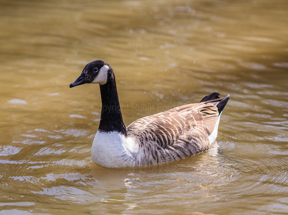 Canada Goose, River Thames at Staines