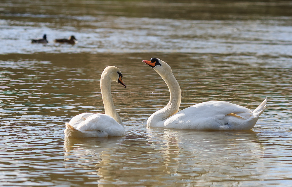 Swans, River Thames at Staines