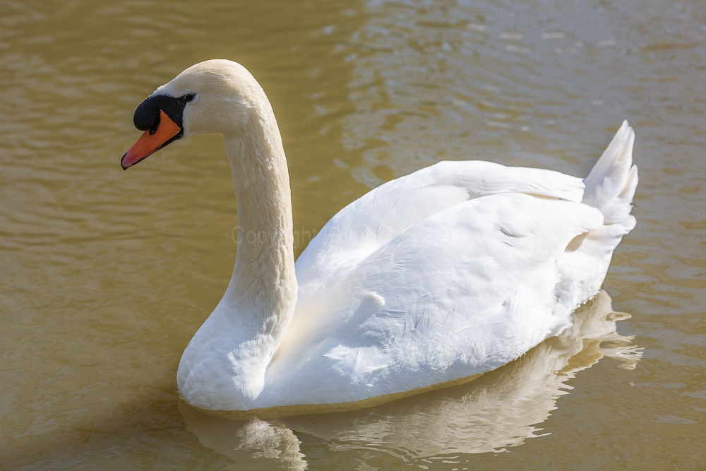 Swan, River Thames at Staines