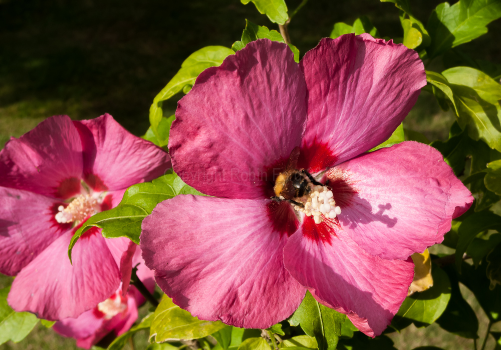 Hibiscus, August 2009
