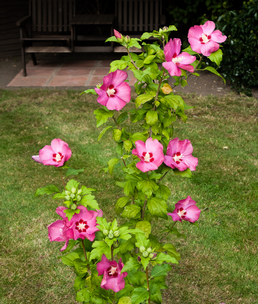 Hibiscus, August 2009