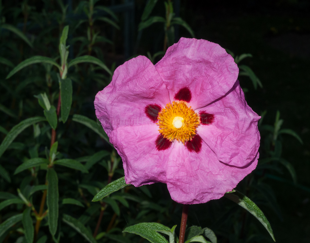 Cistus, October 2009