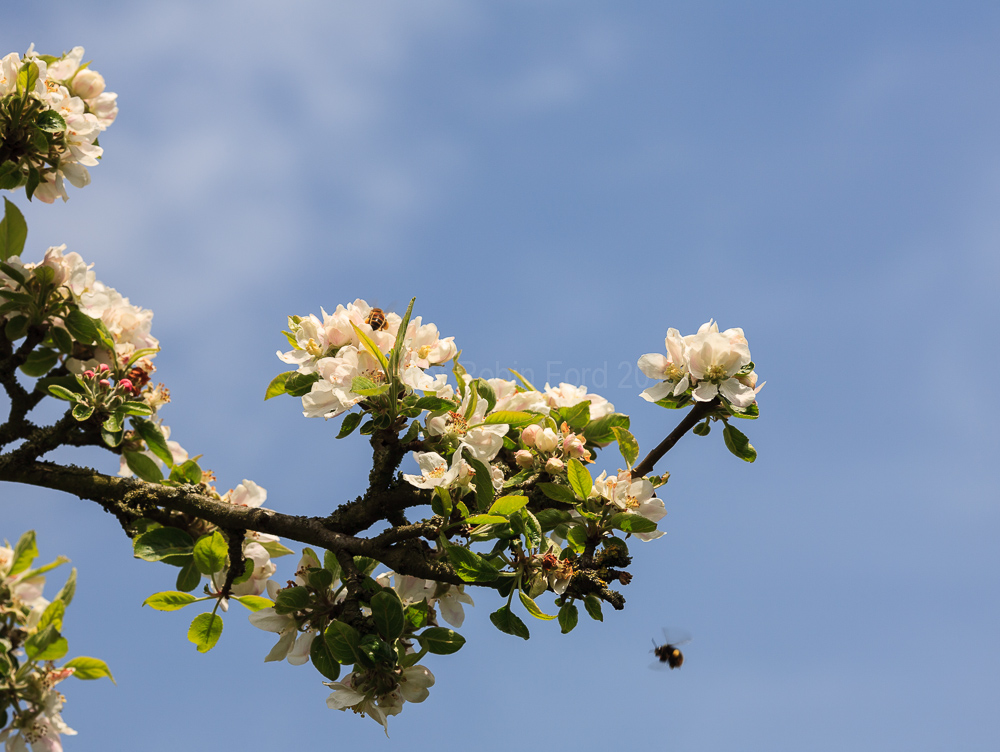 Apple blossom, May 2008