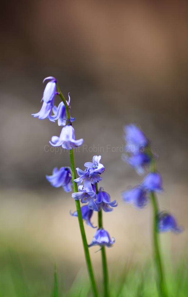 Bluebells, May 2008
