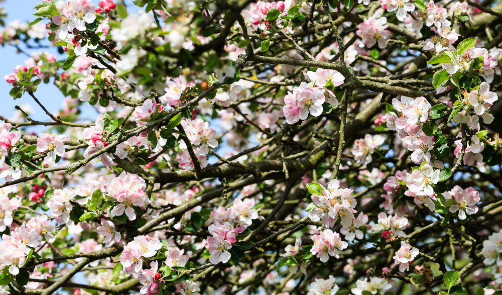 Apple blossom, May 2008