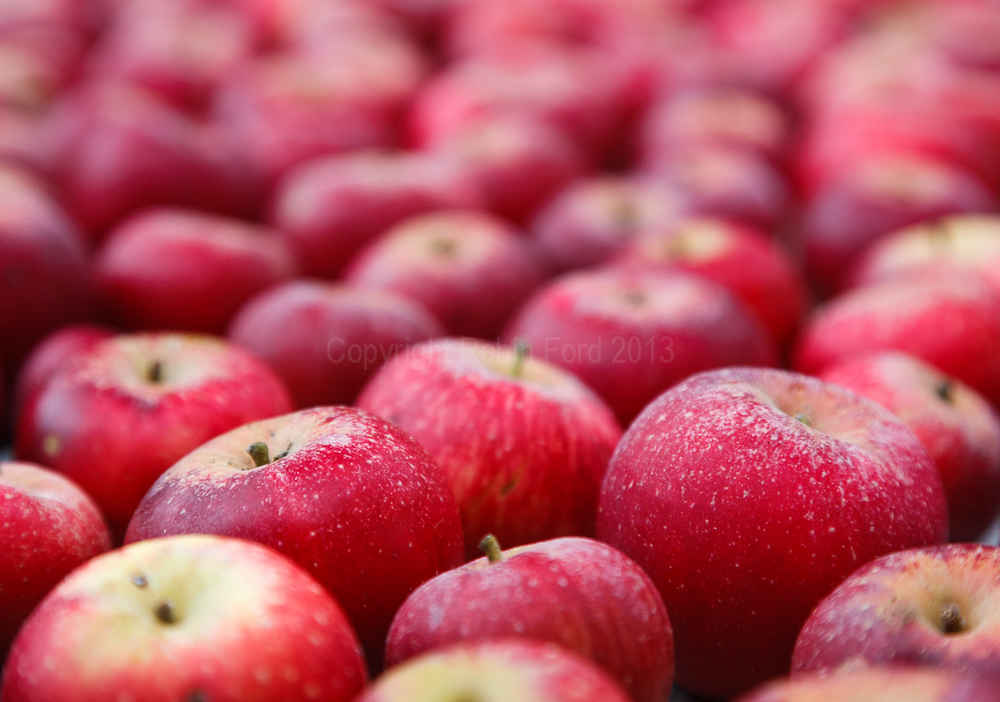 Apple crop, August 2008
