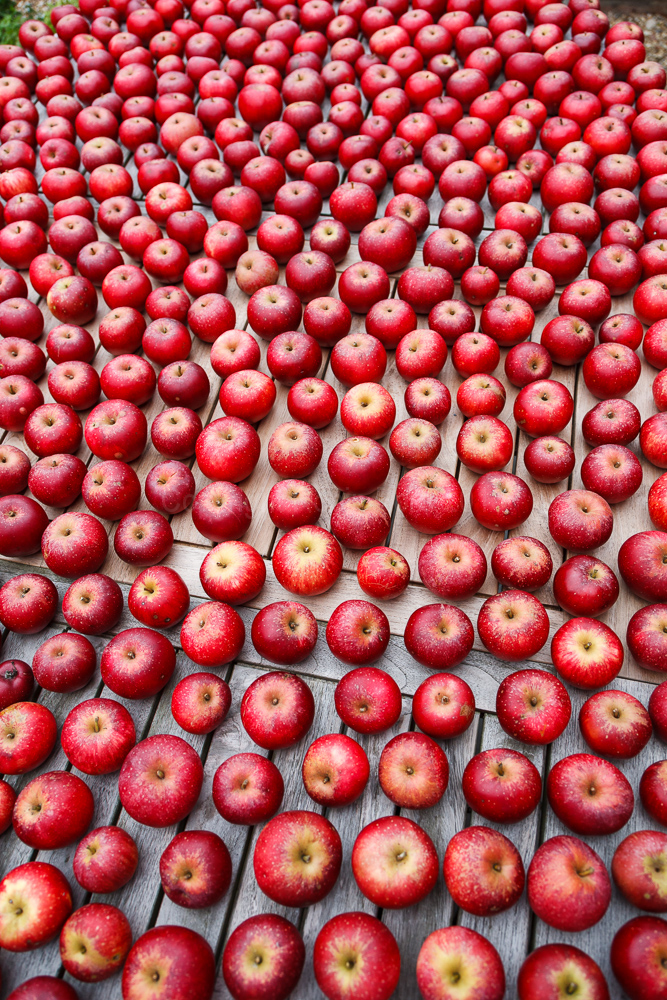 Apple crop, August 2008