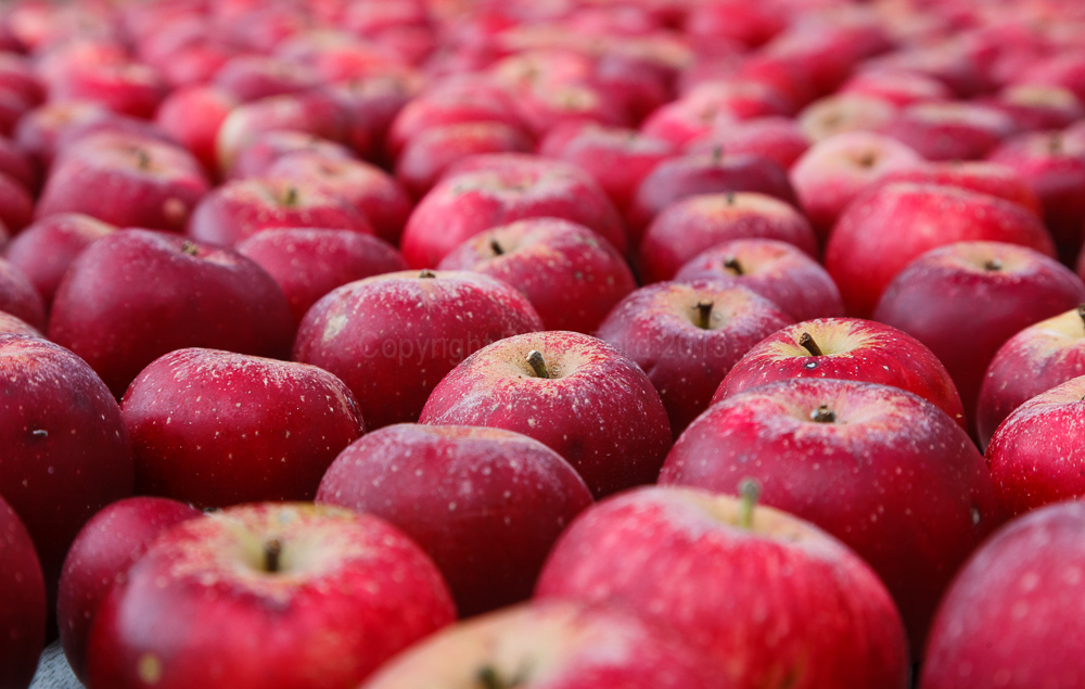 Apple crop, August 2008