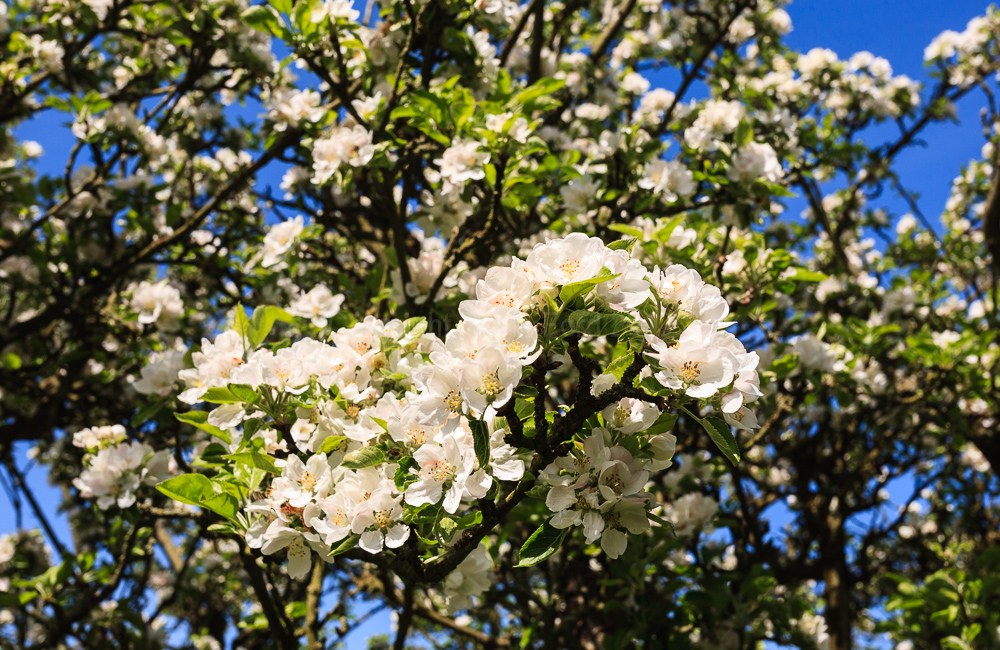 Apple blossom, April 2009