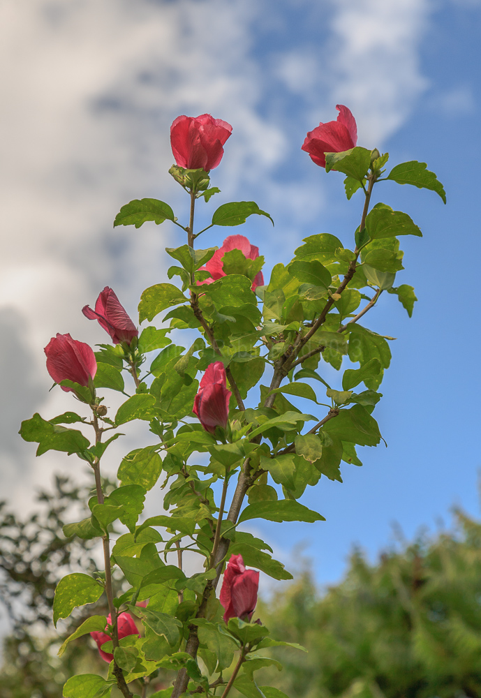 Hibiscus, August 2009