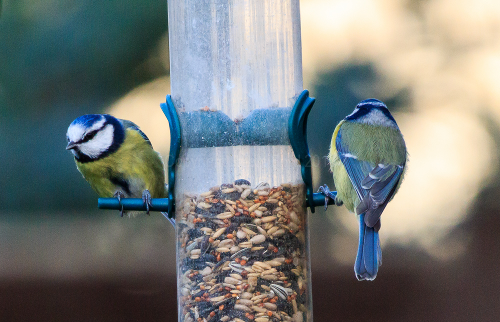 Blue Tits at the seed feeder