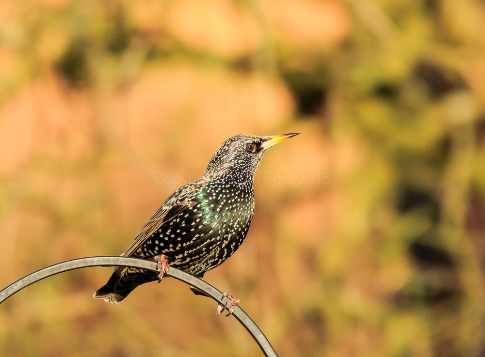 Starling watching the garden