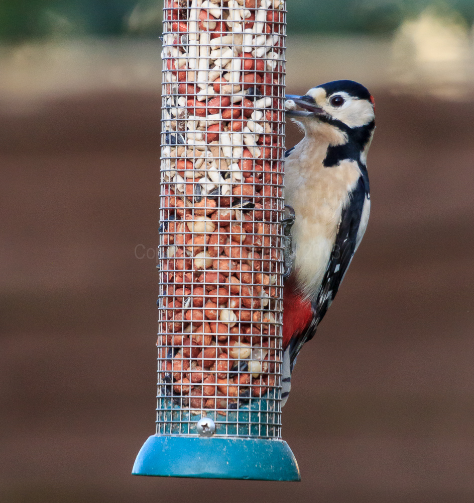 Woodpecker on a feeder