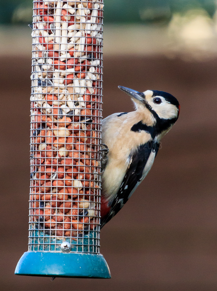 Woodpecker on a feeder