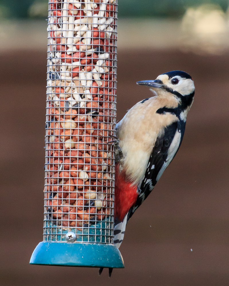 Woodpecker on a feeder