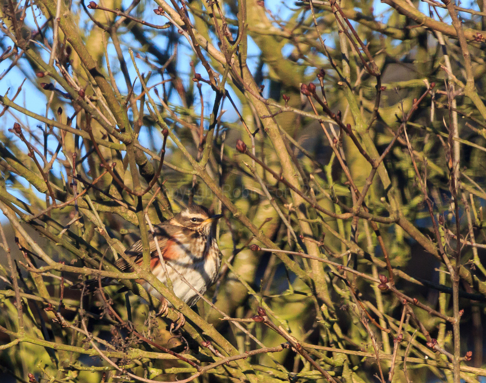 Redwing