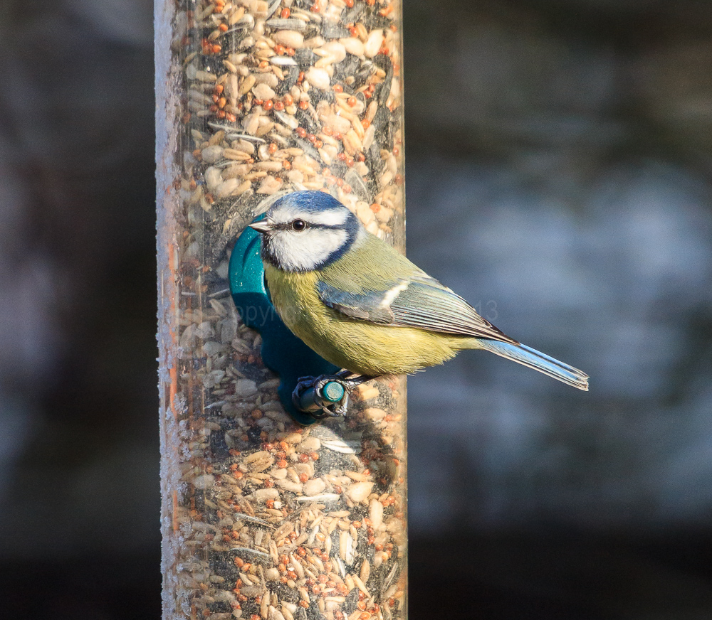 Blue Tit on the seed feeder