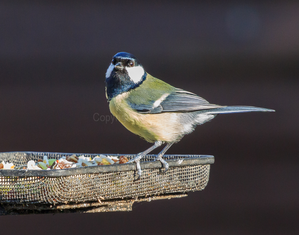 Great Tit on a feeding tray