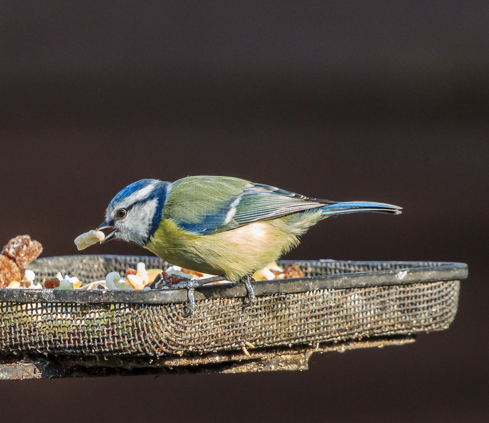 Blue Tit with a suet pellet