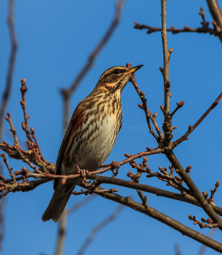Redwing