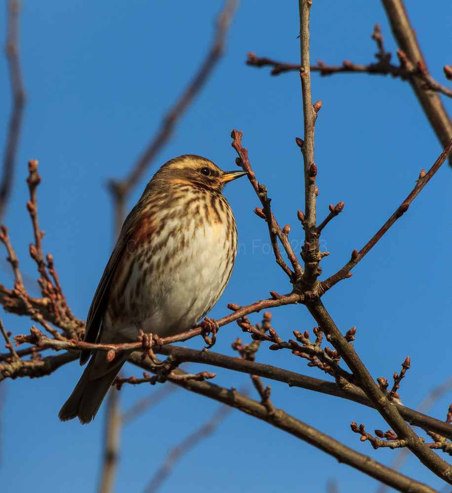 Redwing