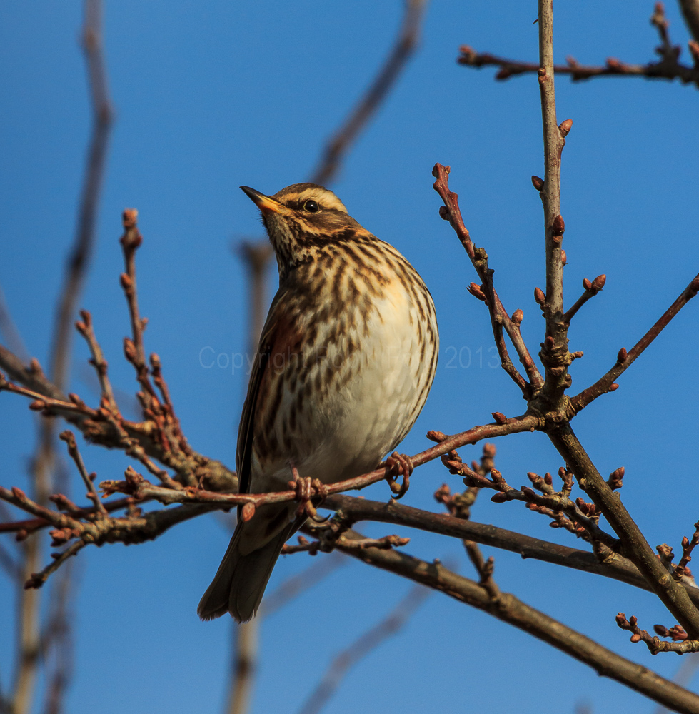 Redwing