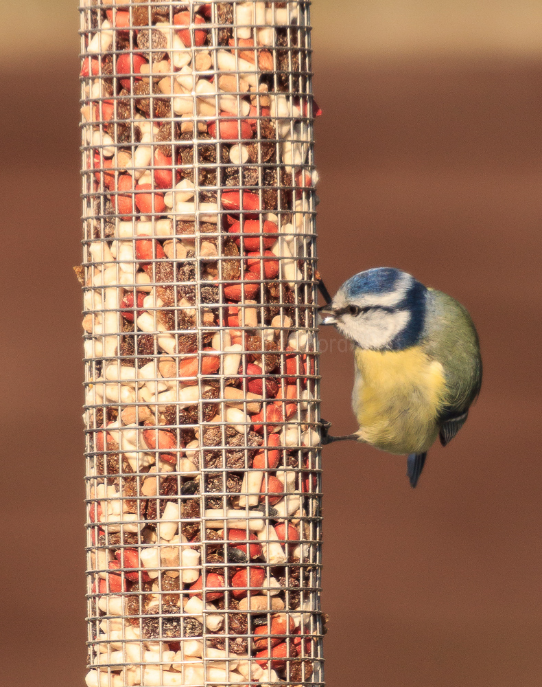 Blue Tit looking for winter food