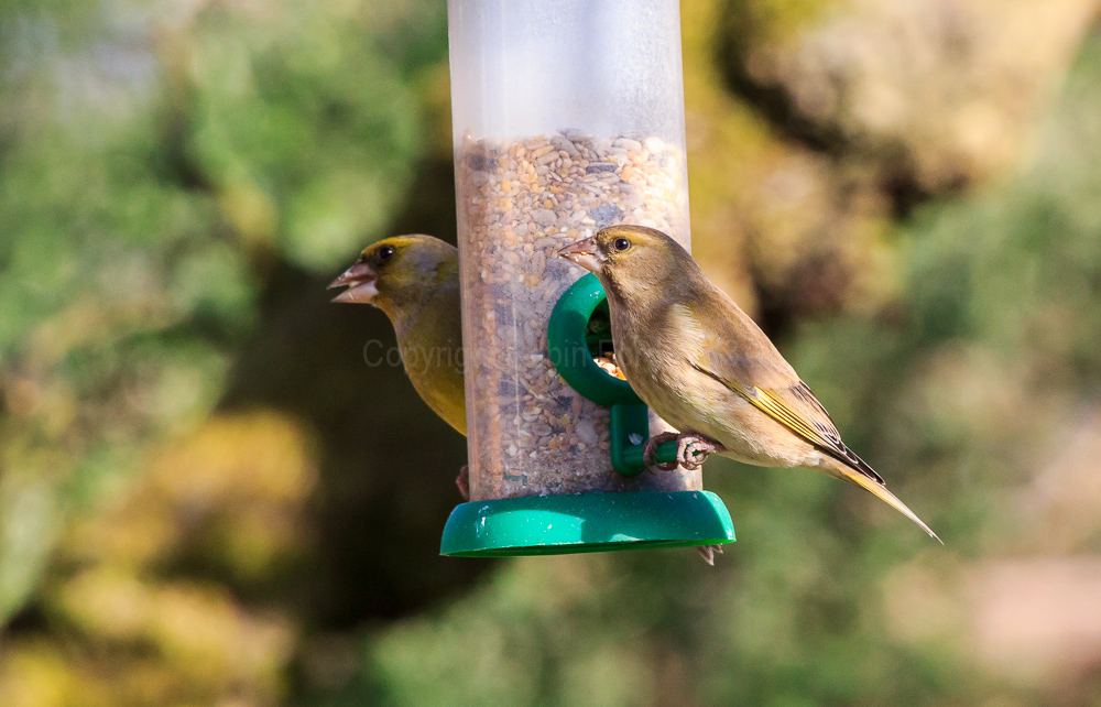 Greenfinches on the seed feeder in our apple tree